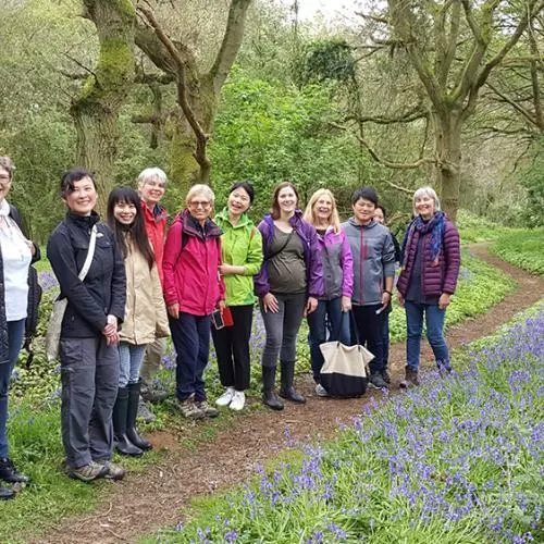 bluebell walk